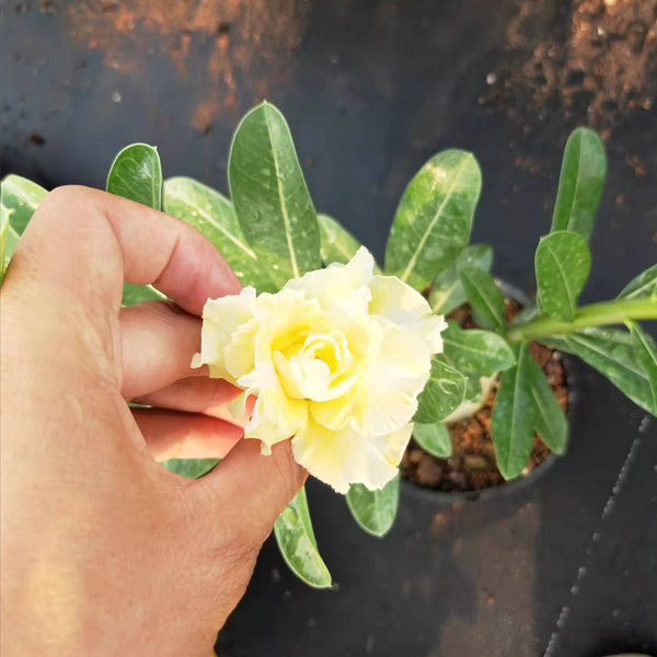 Desert rose seeds 100seeds/bag