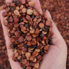 Yellow Iris tectorum seeds 1kg