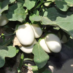 White eggplant seeds 1kg