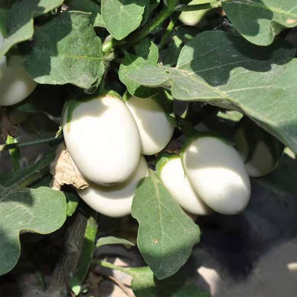 White eggplant seeds 1kg