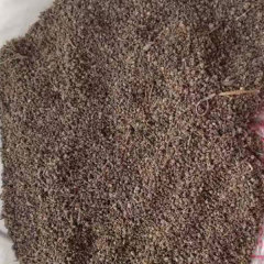 Salicornia europaea seeds 1kg