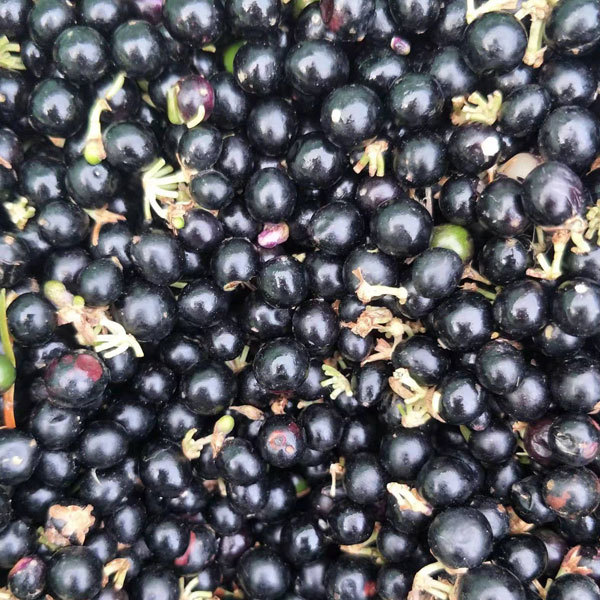 Radix Ophiopogonis seeds 1kg