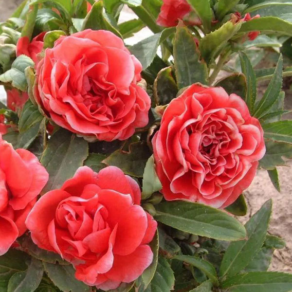 Camellia impatiens seeds 1kg