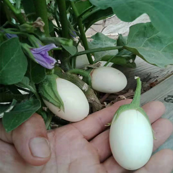 White eggplant seeds 1kg