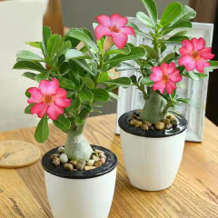 Desert rose seeds 100seeds/bag