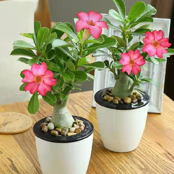 Desert rose seeds 100seeds/bag