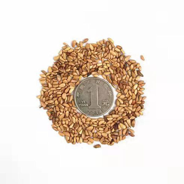 Rose seeds 1kg