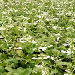 Hosta plantaginea seeds 1kg