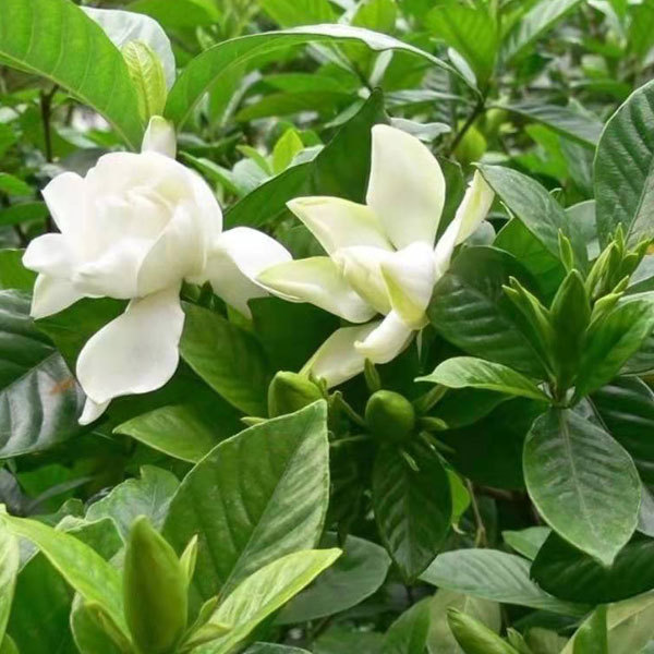 gardenia seeds 1kg