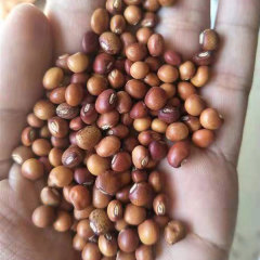 Cajanus cajan seeds 1kg