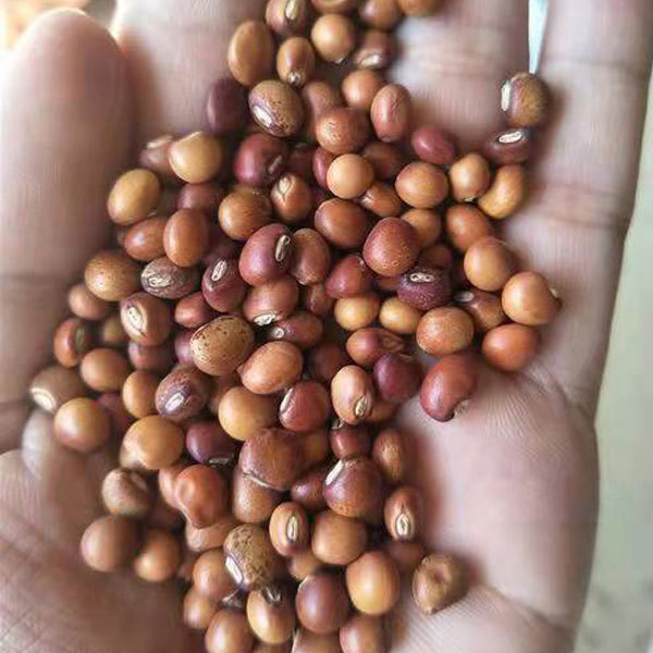 Cajanus cajan seeds 1kg