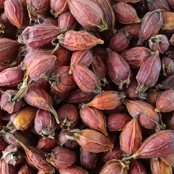 gardenia seeds 1kg
