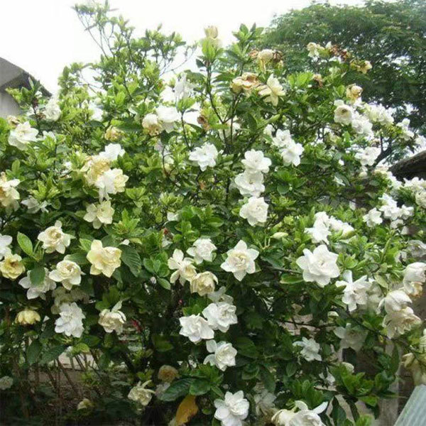 gardenia seeds 1kg