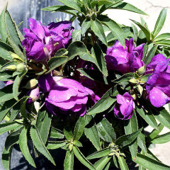 Camellia impatiens seeds 1kg