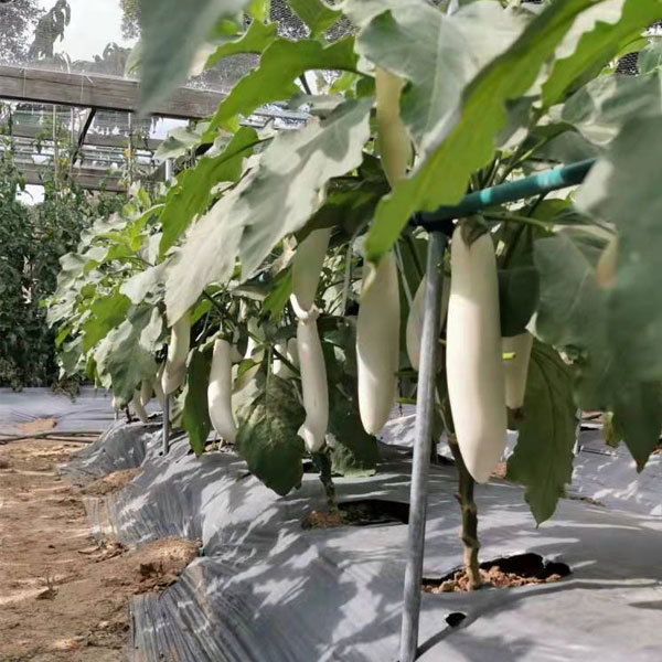 Long White eggplant seeds 1kg