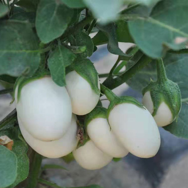 White eggplant seeds 1kg