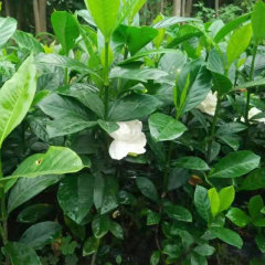 gardenia seeds 1kg