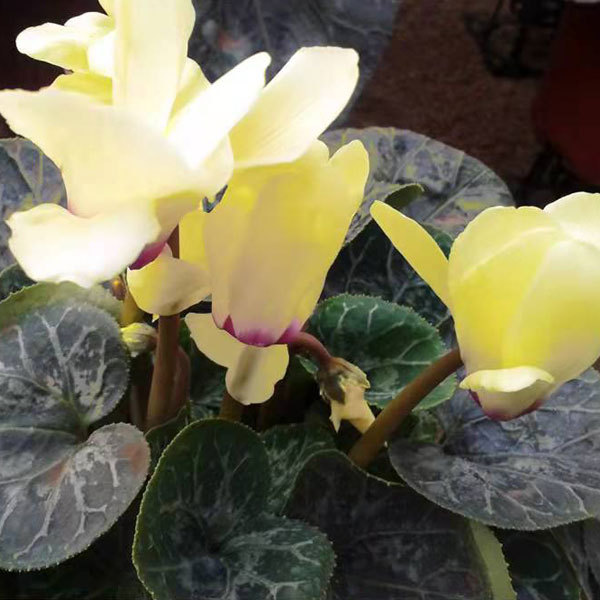 cyclamen seeds 100seeds/bag