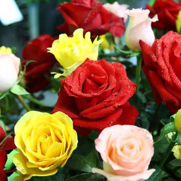 Rose seeds 1kg