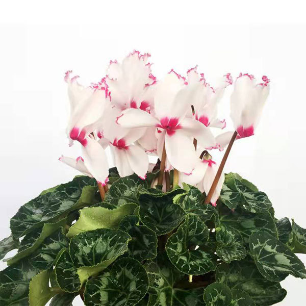 cyclamen seeds 100seeds/bag