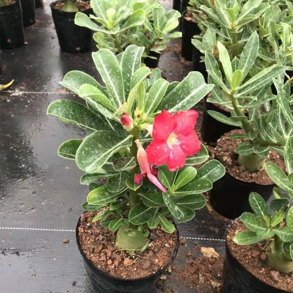 Desert rose seeds 100seeds/bag