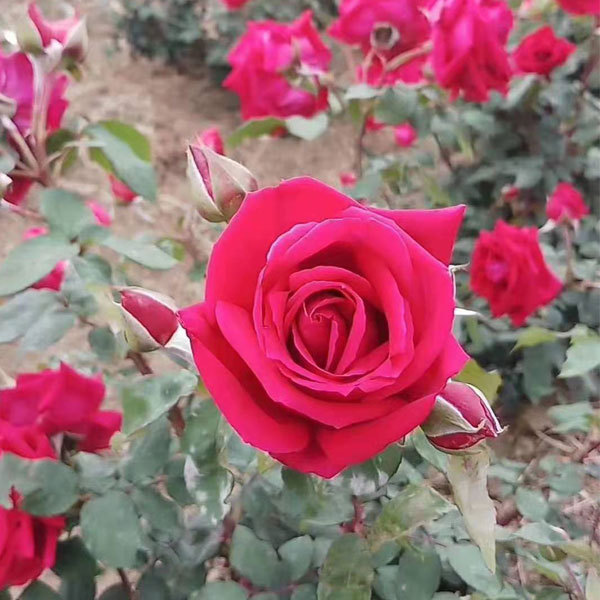 Rose seeds 1kg