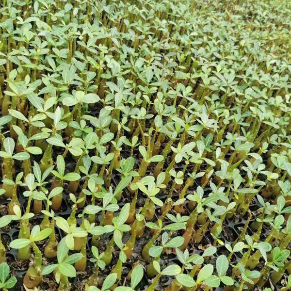 Desert rose seeds 100seeds/bag