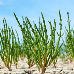 Salicornia europaea seeds 1kg