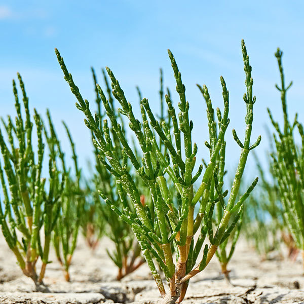 Salicornia europaea seeds 1kg