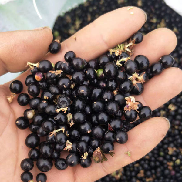 Radix Ophiopogonis seeds 1kg