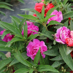 Camellia impatiens seeds 1kg