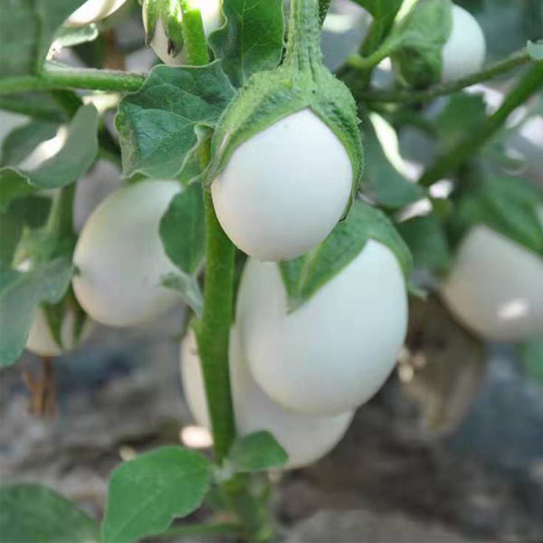 White eggplant seeds 1kg