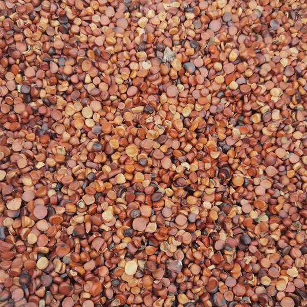 Yellow Iris tectorum seeds 1kg