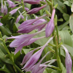 Hosta plantaginea seeds 1kg