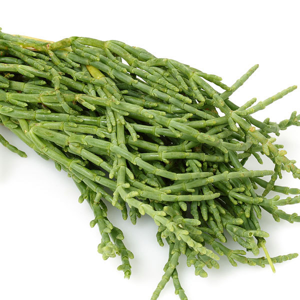 Salicornia europaea seeds 1kg