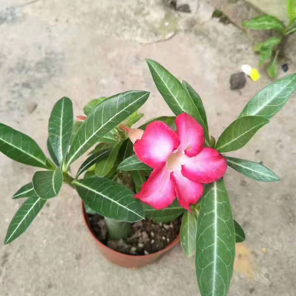 Desert rose seeds 100seeds/bag