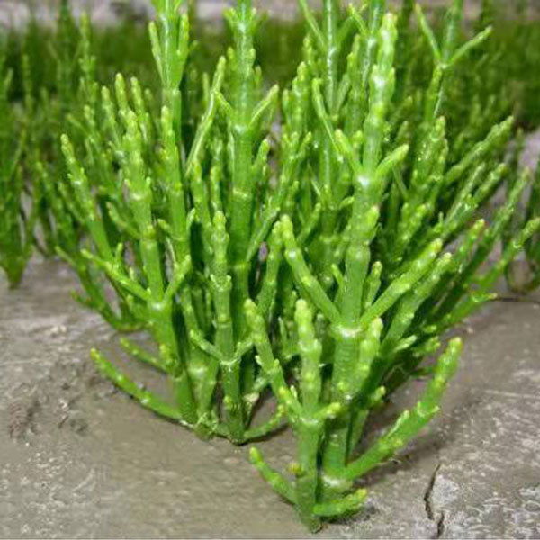 Salicornia europaea seeds 1kg