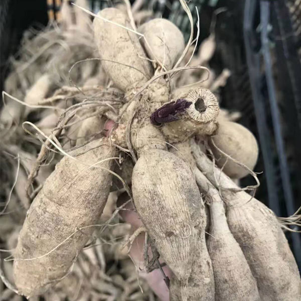 Dahlia bulbs for planting