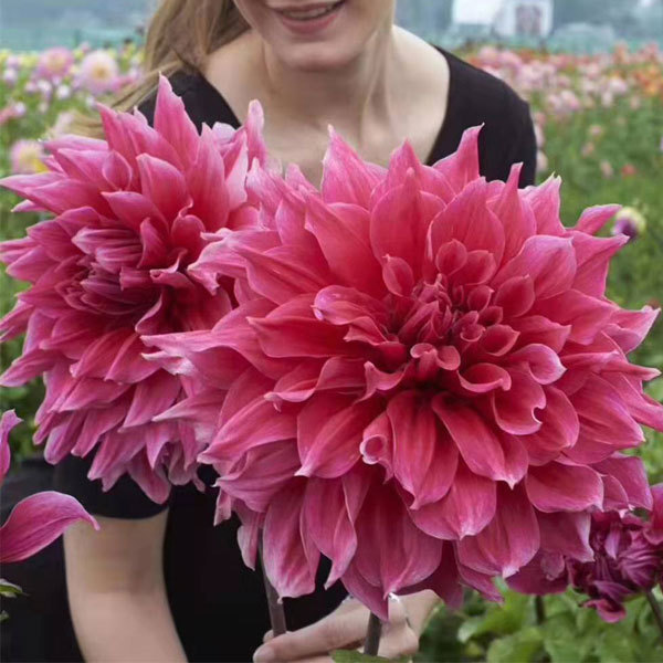 Dahlia bulbs for planting