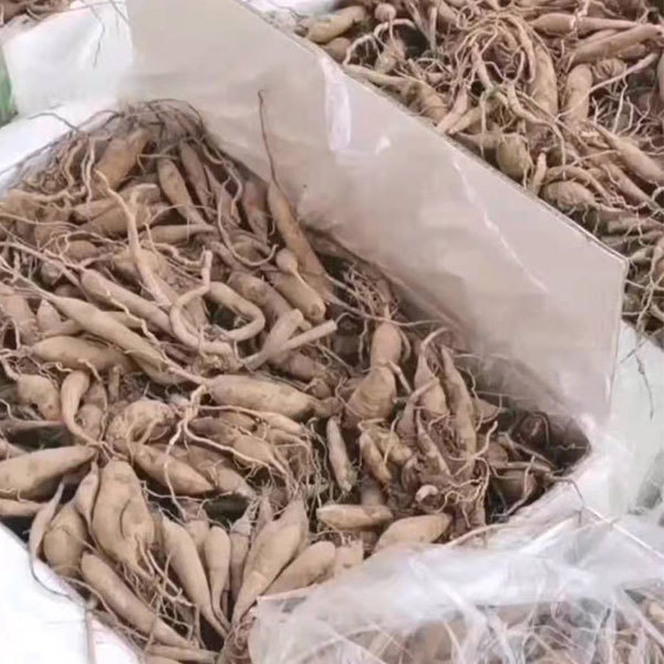 Dahlia bulbs for planting