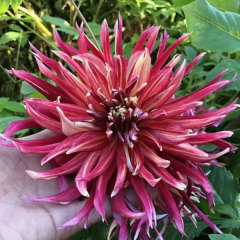 Dahlia bulbs for planting