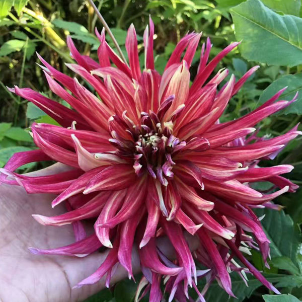 Dahlia bulbs for planting