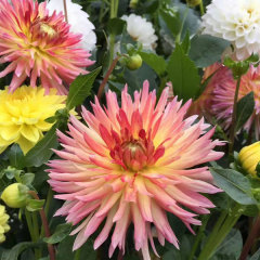 Dahlia bulbs for planting