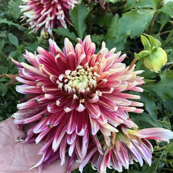 Dahlia bulbs for planting