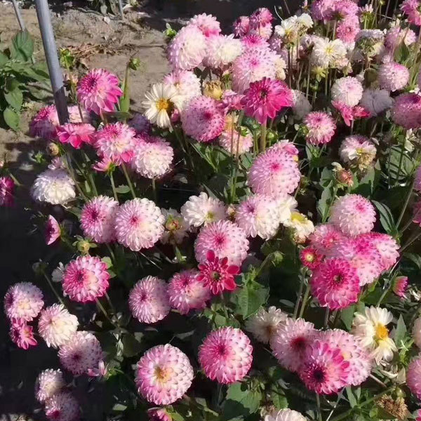 Dahlia bulbs for planting