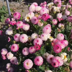 Dahlia bulbs for planting