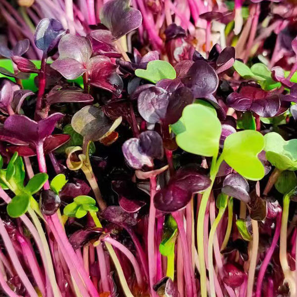 Purple radish sprouting seeds 1kg