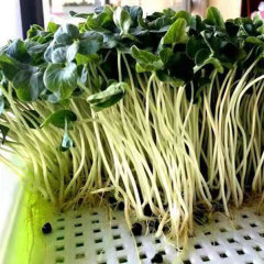 Okra sprouting seeds 1kg