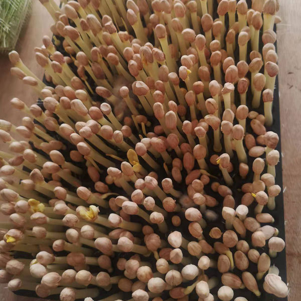 Peanut sprouting seeds 1kg