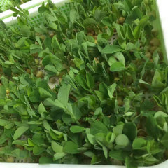Green pea sprouting seeds 1kg